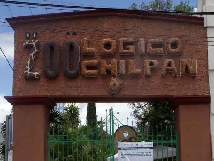 Director de zoológico sacrifica a cuatro cabras pigmeas para cena de Año Nuevo en Chilpancingo