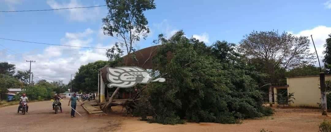 Rachas de viento por FF 28 derriban árbol en Acayucan