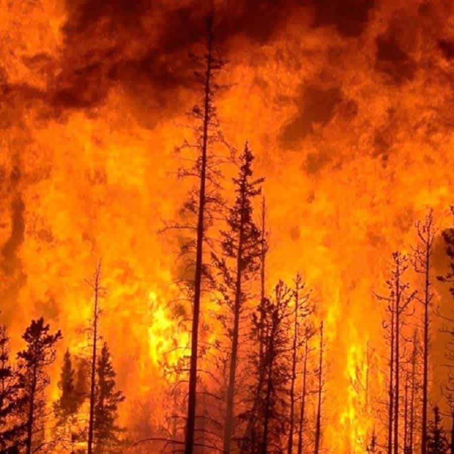 México envía brigadistas especialistas a Chile por incendio forestal