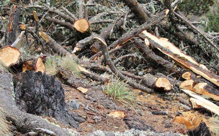 La tala inmoderada mantiene en riesgo las 11 mil 530 hectáreas del Cofre de Perote