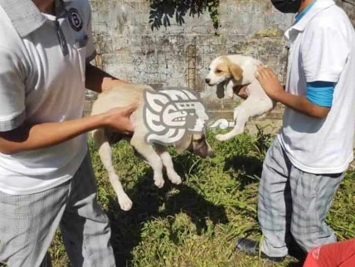 Jóvenes rescatan a cachorros abandonados en Moloacán