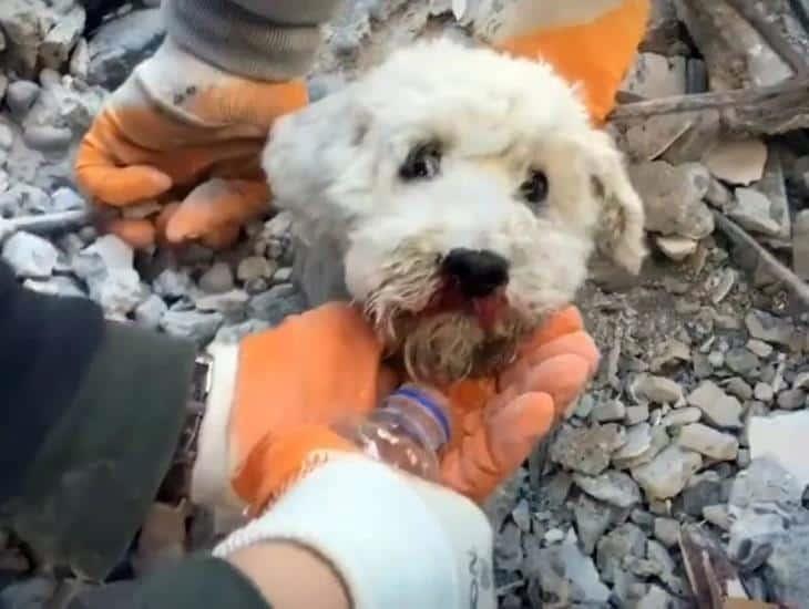 Emotivo momento: Rescatan a lomito de entre los escombros en Turquía (+Vídeo)