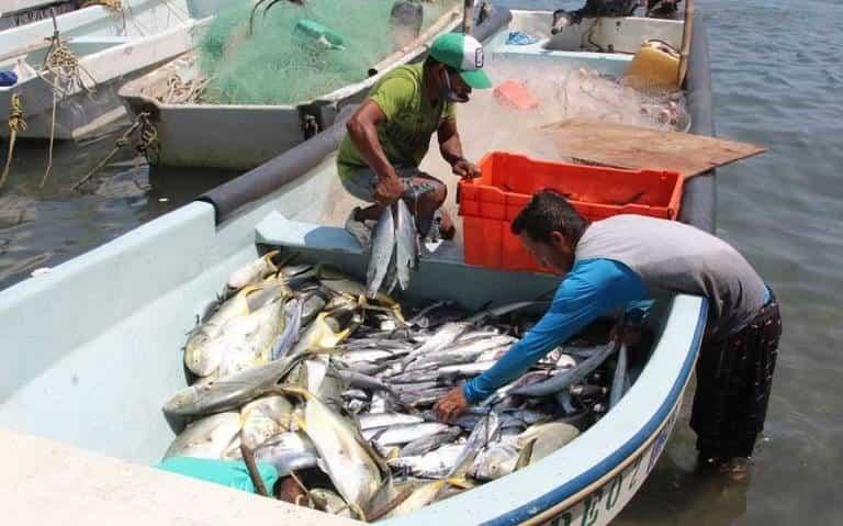 Pescadores de Veracruz podrían iniciar cuaresma 2023 con poca producción de  pescados y mariscos