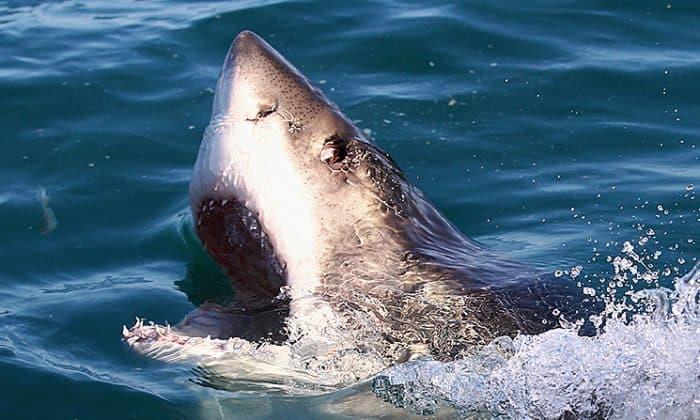 ¡Extraordinario!: Tiburón blanco nada cerca de Veracruz