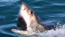 ¡Extraordinario!: Tiburón blanco nada cerca de Veracruz