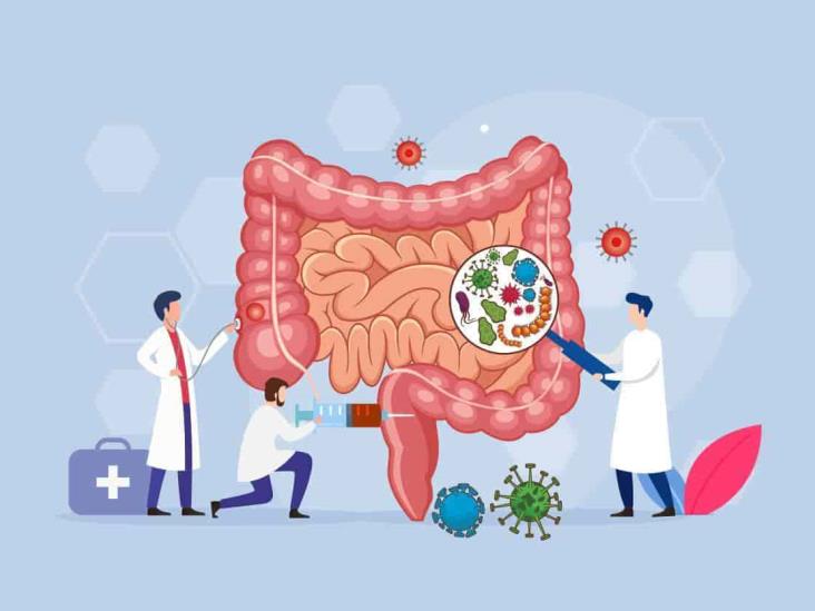 La Microbiota Intestinal Debilita El Sistema Inmune