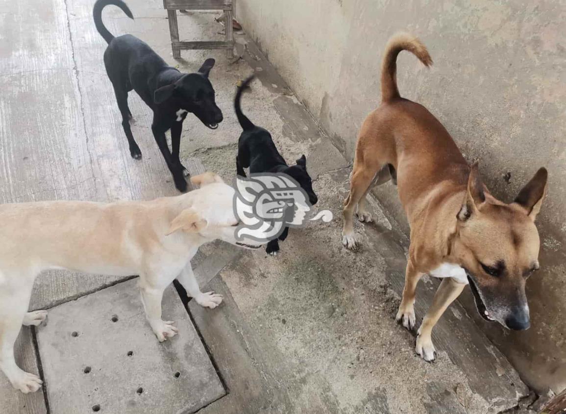 ¡Crueldad! envenenan a más de 10 mascotas en Nanchital