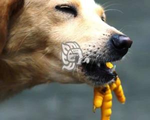 Huesos y pellejos, dañinos para la salud de mascotas: veterinario