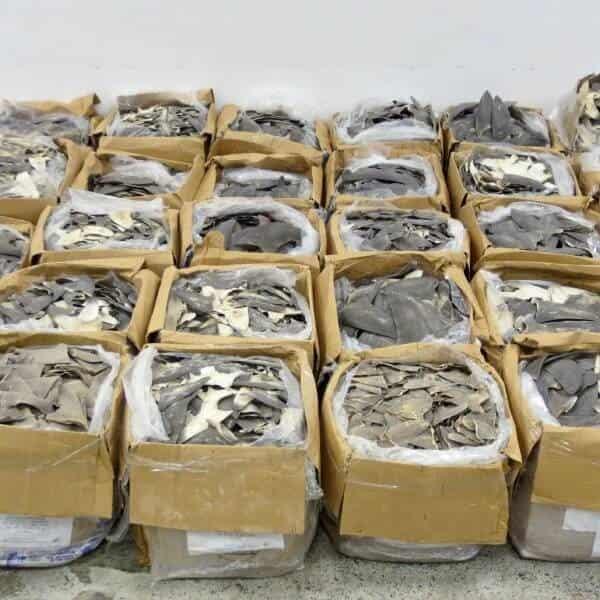 Decomisan en Hong Kong toneladas de aletas de tiburón enviadas desde México