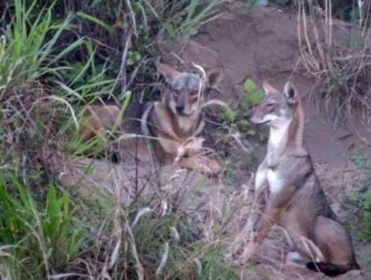 Manada de coyotes que habita en Coatzacoalcos ha aumentado, asegura ambientalista