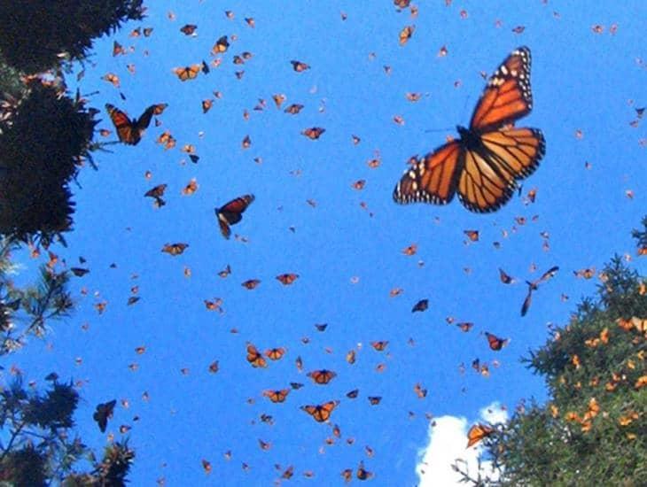 Mariposa monarca inició su regreso a EUA y Canadá