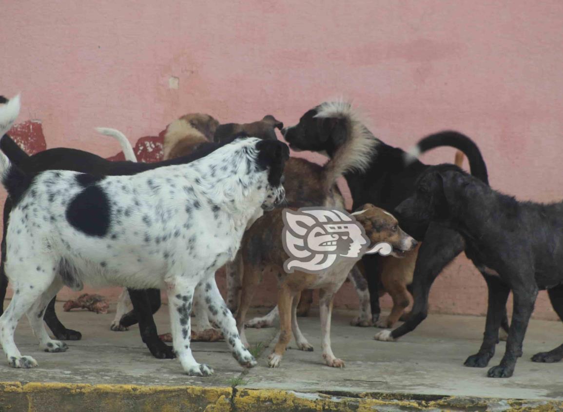 Buscan esterilizar a perros callejeros