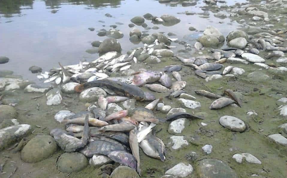 Desechos tóxicos de empresa genera ecocidio de peces en San Rafael