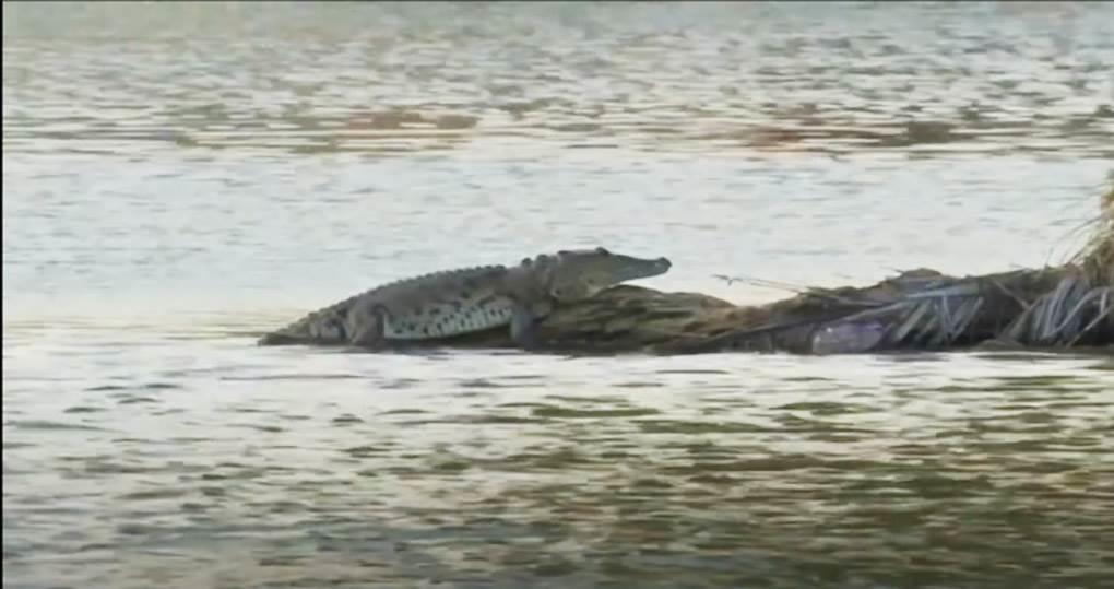 Propone Eart Mission bautizar al cocodrilo de laguna Malibrán