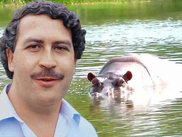 70 hipopótamos de Pablo Escobar fueron rescatados y llegarán a México