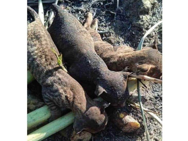 ¡Hallazgo lamentable!: encuentran tigrillos semi calcinados en cañales de la Cuenca del Papaloapan