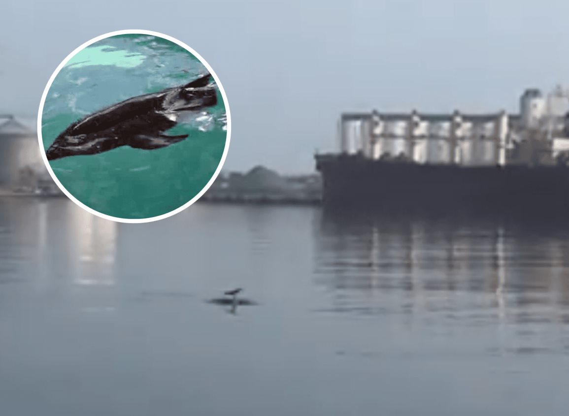 Captan a delfín en el puerto de Veracruz (+Video)