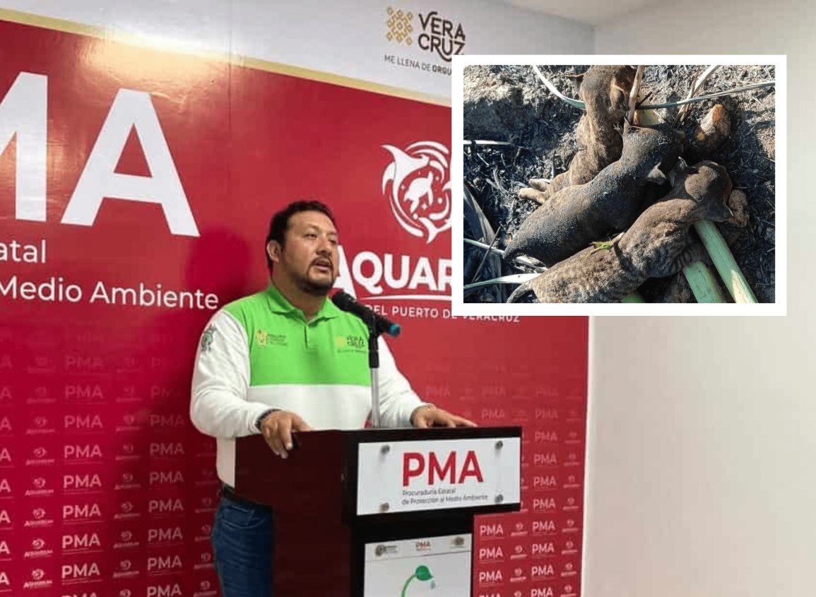 Profepa investigará muerte de tigrillos en la Cuenca del Papaloapan: PMA