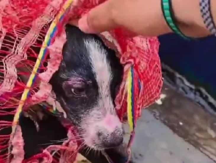 La crueldad y la bondad humana: rescatan a perrito lanzado al río dentro de un costal (+Vídeo)