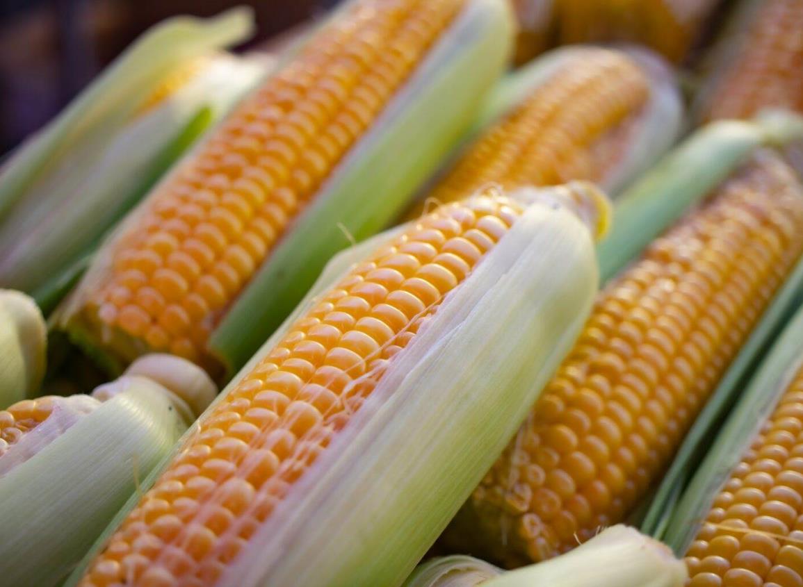 Gobierno de México propone análisis al maíz transgénico
