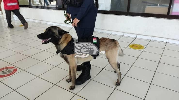 SSP realiza entrenamiento de perros para detección de drogas