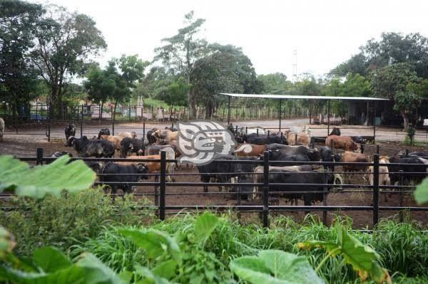 ¡Nuestro producto es de calidad!, ganaderos del Sur opinan sobre importación de carne de Brasil y Argentina