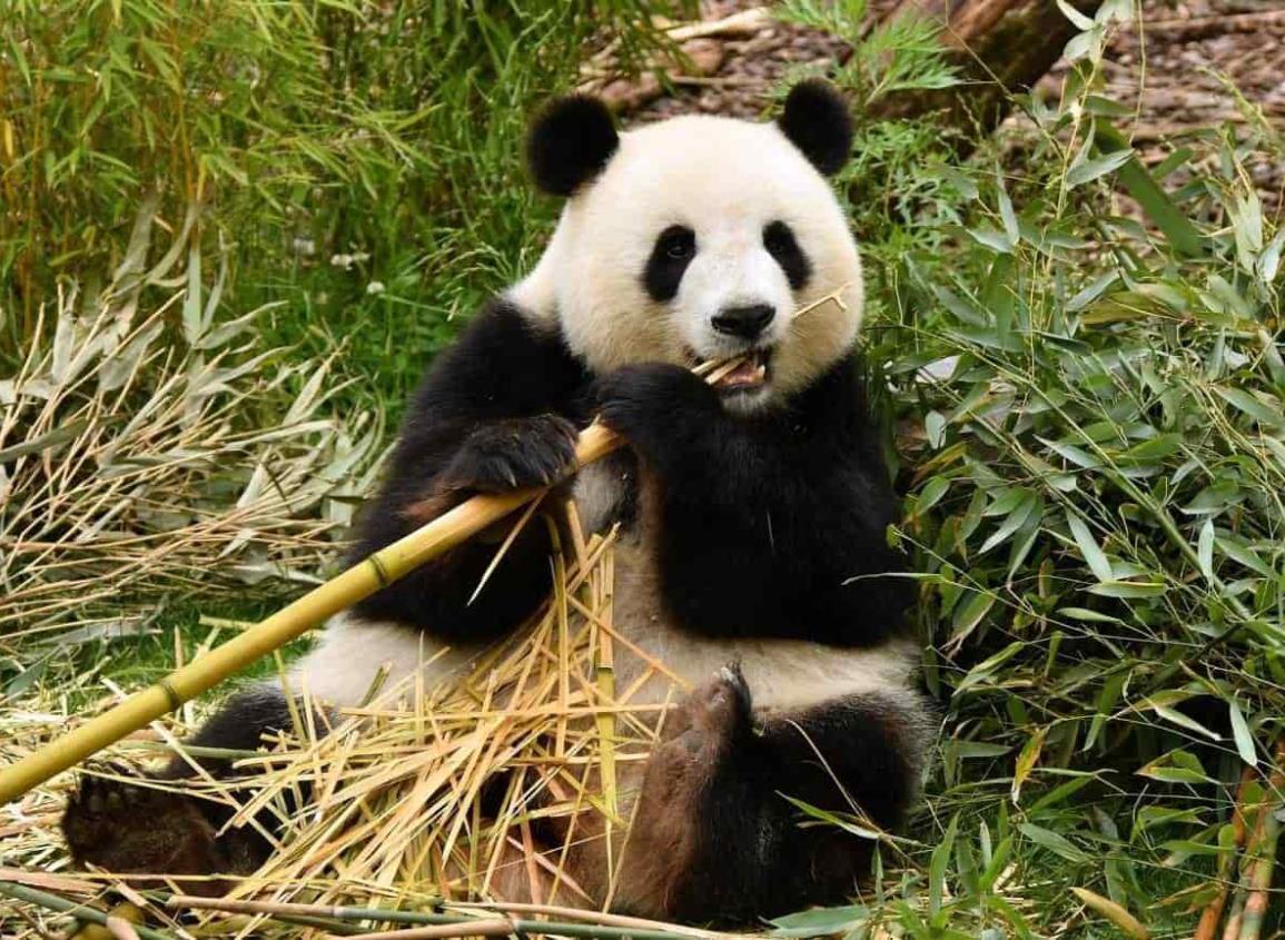 Celebra Estados Unidos Día Nacional del Oso Panda