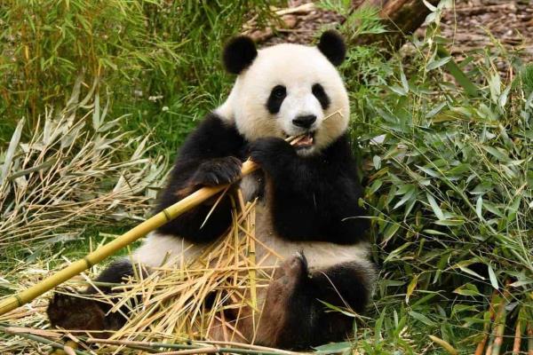 Día Nacional del Oso Panda: dónde habitan, qué comen y otras curiosidades  de este tierno animal, Oso panda, animal, China, VAMOS