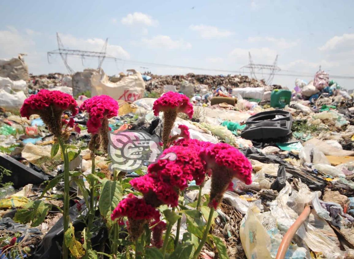 Tras décadas de contaminación ¿solucionan problemática del basurero en Las Matas?
