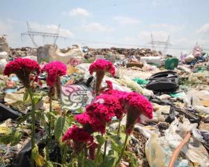 Tras décadas de contaminación ¿solucionan problemática del basurero en Las Matas?