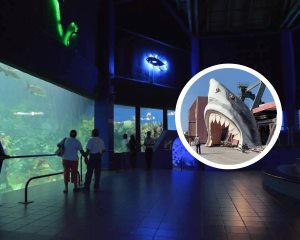¡Eh hora buena!: alista PMA proyecto de remodelación del Aquarium de Veracruz
