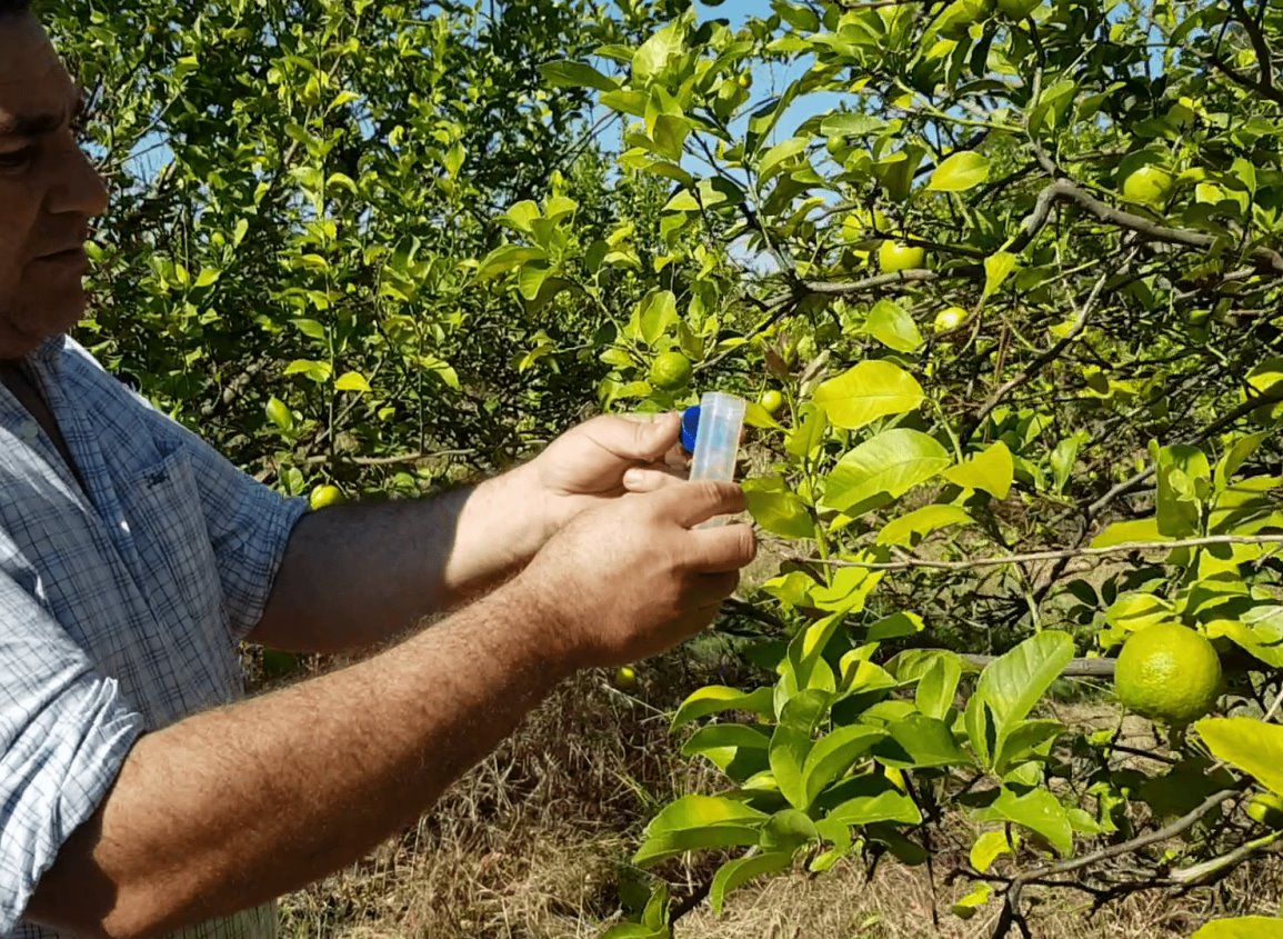 Zona norte de Veracruz, en riesgo por el "HLB"