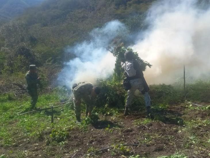 Guardia Nacional destruye plantío de Marihuana de más de 300 metros cuadrados en Michoacán