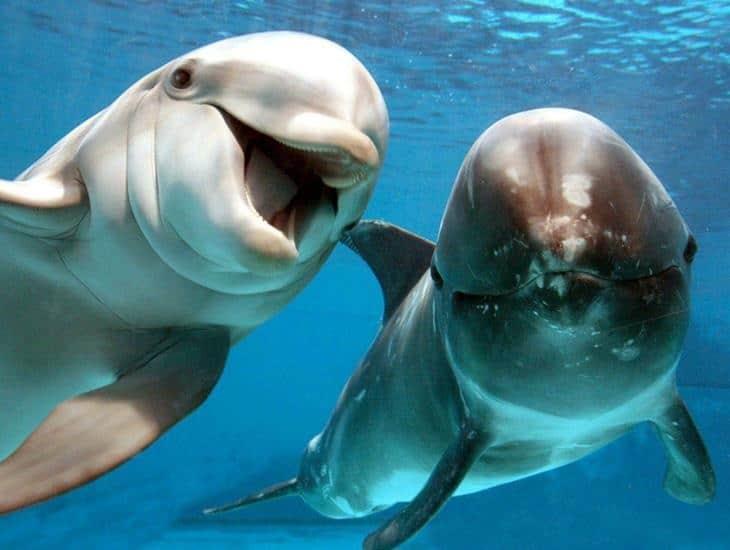 Tribunal francés ordena cierre de zona de pesca tras encontrar 500 delfines muertos