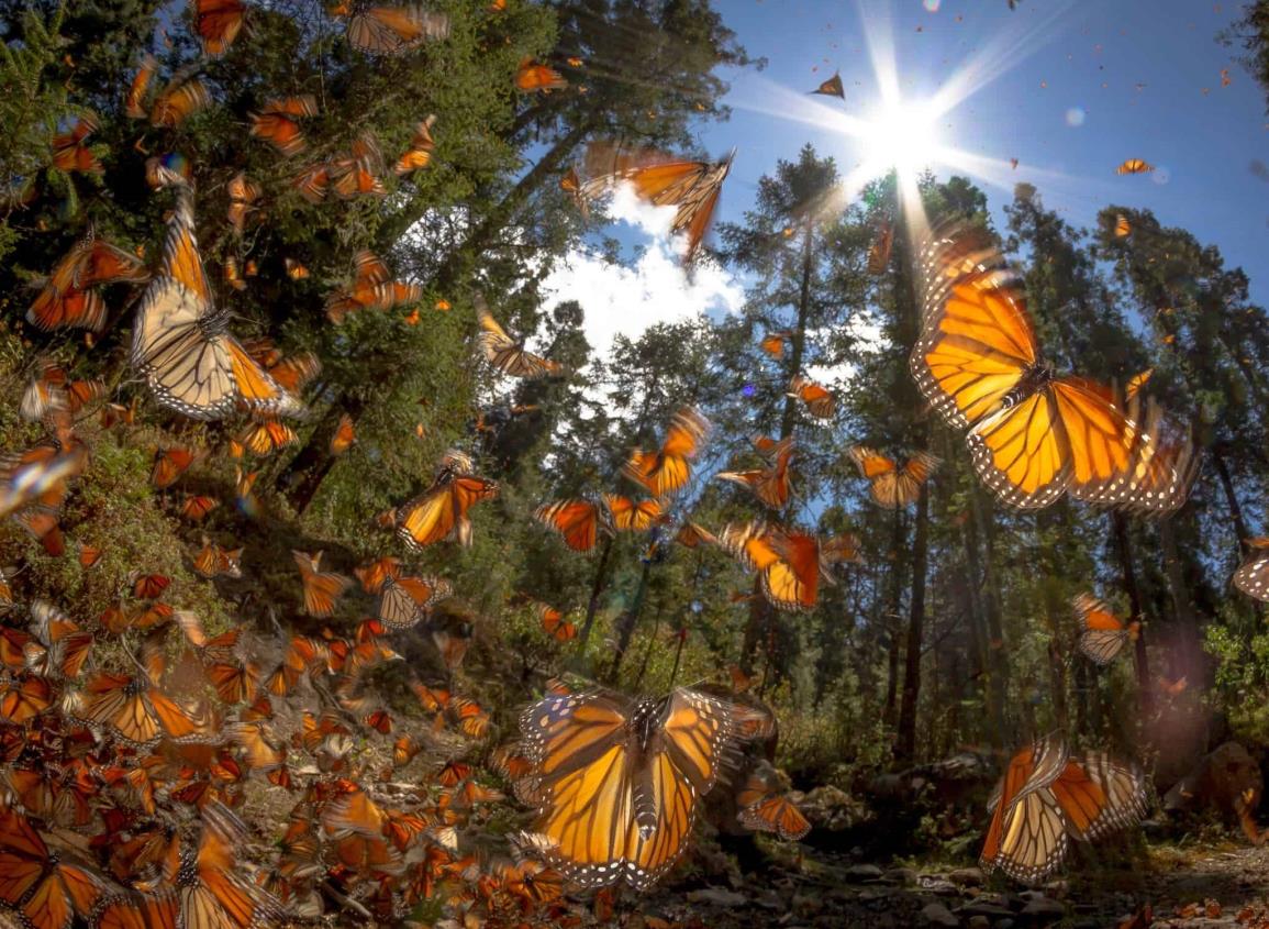 ¡Se alejan de México!; disminuye presencia de la mariposa monarca
