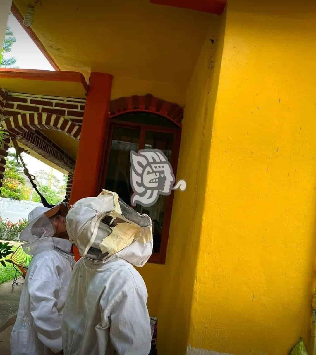 Pide Protección Civil no molestar a abejas para evitar ataques