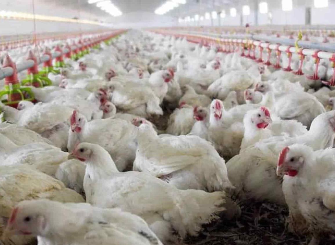 Detectan caso de gripe aviar H3N8 en China; es una mujer de 56 años
