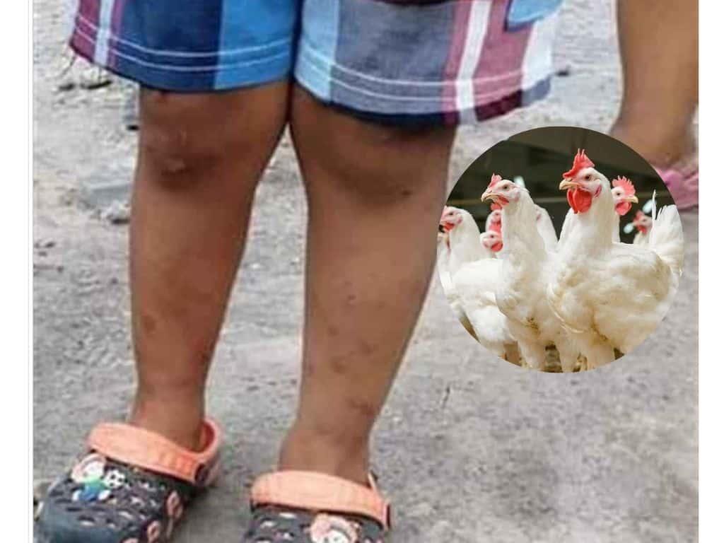 Denuncian foco de infección en granja de pollos en Paso de Ovejas