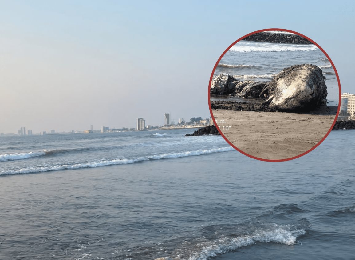 Esta es la razón por la que una ballena recaló en playa de Boca del Río