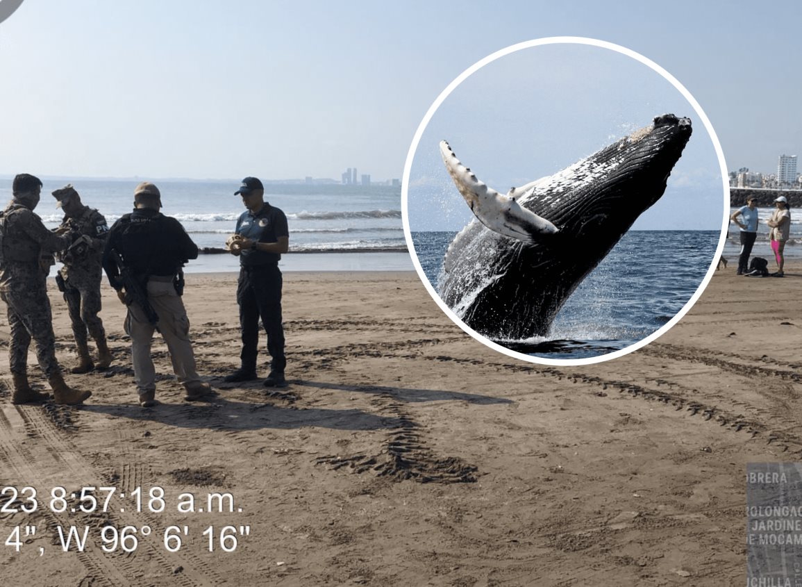 Aparece ballena en playa de Boca del Río (+Video)