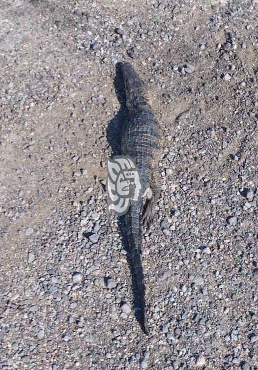Localizan a crías de cocodrilo en la carretera Las Matas; estaban sin vida