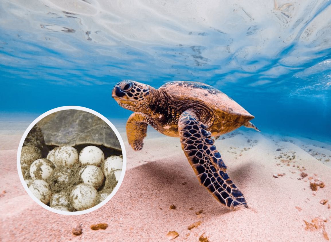 Qué hacer si te encuentras una tortuga anidando en la playa
