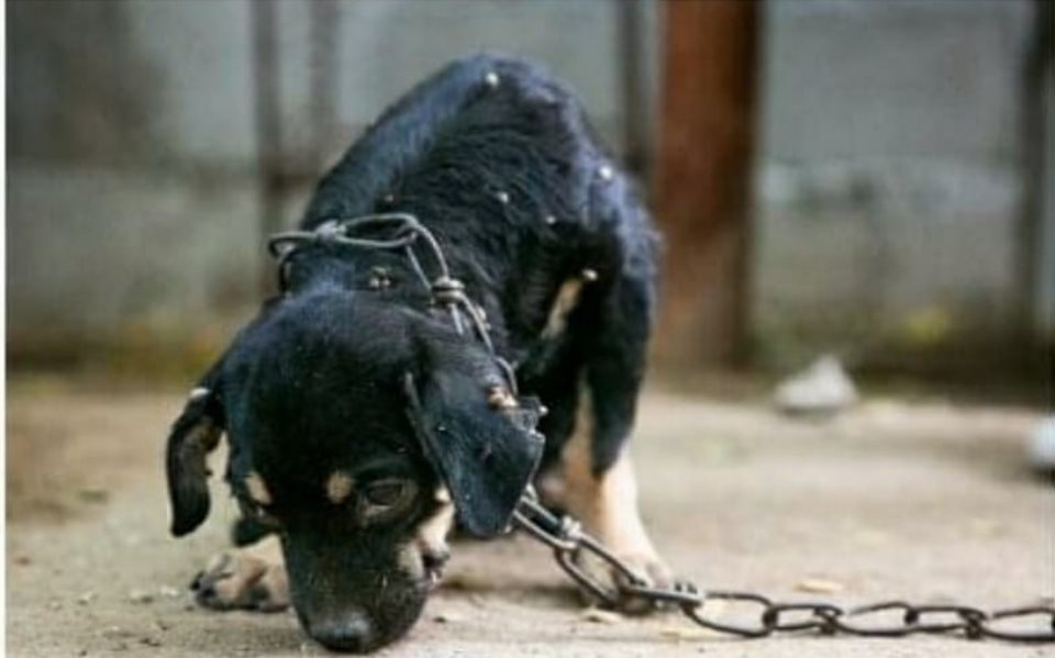 En 2022 aumentaron denuncias por maltrato a animales en Xalapa