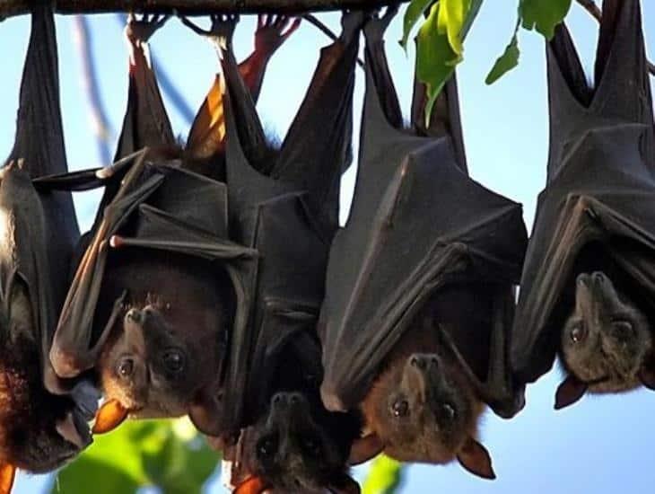 Decomisan cargamento de murciélagos en Alemania