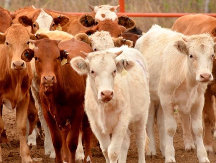 Busca Gobierno de Veracruz encargarse de aretado de ganado
