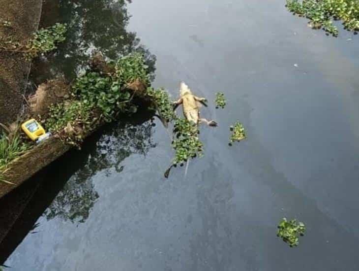 Encuentran lagarto flotando en el arroyo El Control
