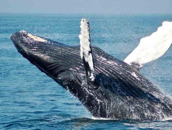 ¡Alarmante! Población de ballena gris cayó un 61%