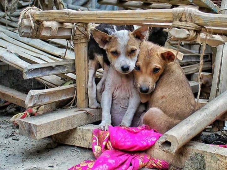 Xalapa, con gran número de animales en la calle