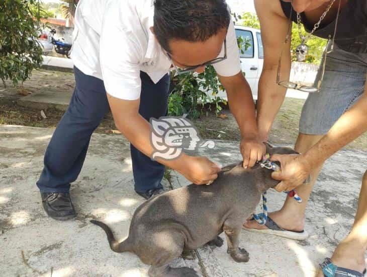 Por tu protección y el de tus mascotas, vacunación antirrábica en Moloacán