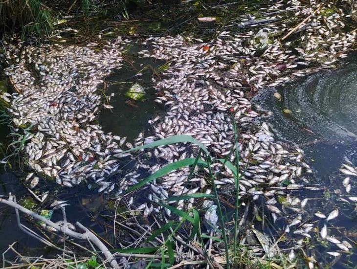 Mortandad de peces en lago de Puente Moreno (+Video)